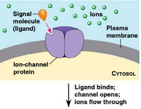 Type of Receptor: Ion Channel Name