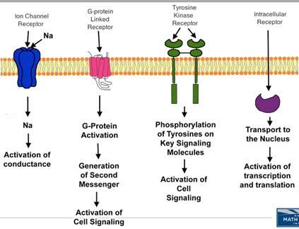 CYTOPLASM Signaling Recap Types of Receptors Which Of