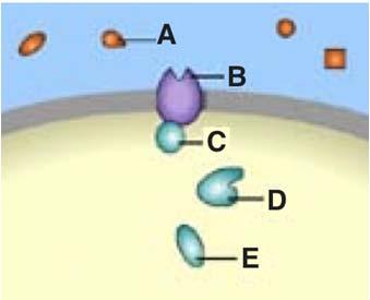 2 Transduction CYTOPLASM Relay s in a signal