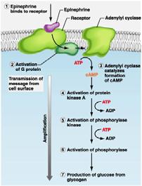 Binding of a to its receptor initiates a signal transduction pathway leading to responses in the cytoplasm, enzyme activation, or a change in gene expression Pathway for Lipid-Soluble Hormones The