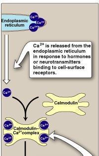 E Ca (((IN MUSCLES ))) -Calmodulins are Ca binding family we will talk about 2 types : 1- Calmodulin the BETA subunit of GPK (in muscles ) 2- Ca +2 - Calmodulin complex (in liver)