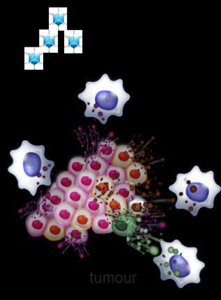 The ONCOS Platform: Mechanism of immune activation