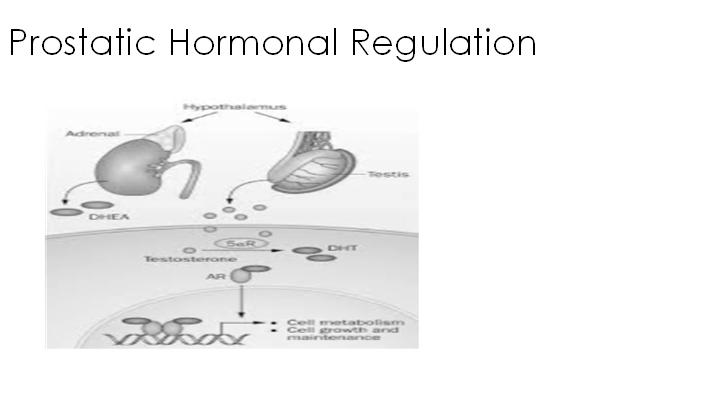 receptors) Enlarged Prostate due to glandular hyperplasia Prostatic Hormonal Regulation Testosterone diffuses into prostatic cells and is converted to dihydrotestosterone
