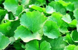 well as help prevent chills, fever, and excessive sweat. 22 Thankuni Centella asiatica WHOLE PLANT Centella is well known as a tonic in Chinese medicine.