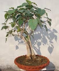24 Pipal Ficus religiosa Leaf Helpful in fever, cold and asthma.