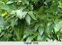33 Tejpata Cinnamomum tamala Leaf Diabetes, Digestion, Cardiovascular Benefits, Treatment of Cold and Infection, Relieves Pain, Anti-cancer Properties,