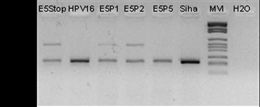 packaging plasmids, may enhance infection rate. This is a critical point that we are still working on. Figure 27: E5 variant amplicons in infected NHEK cell.
