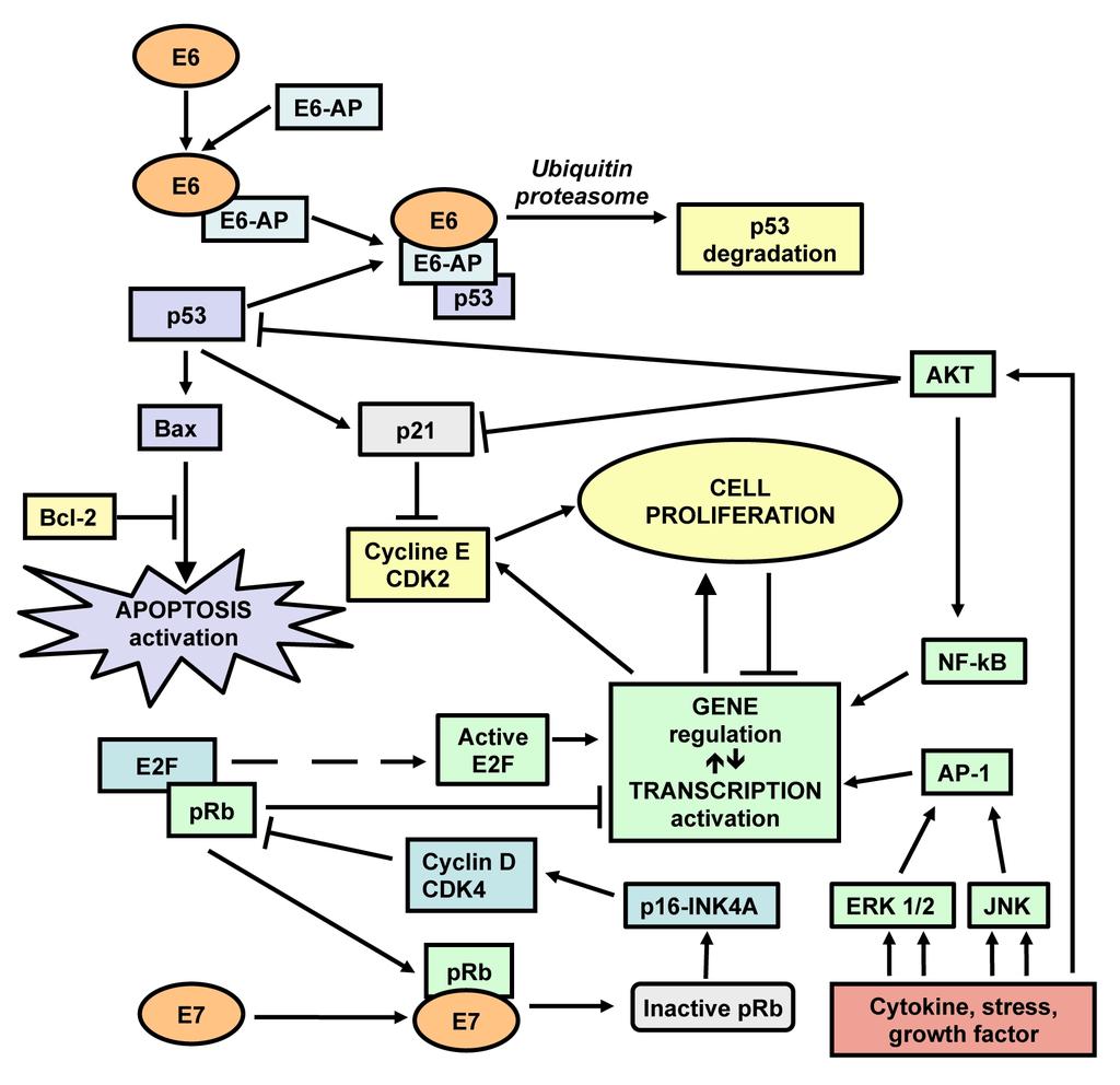 Figure 4: Mechanisms of action of HR-HPV E6/E7 oncogenes.di Domenico F. et al. Biochim Biophys Acta. 2011 Oct 12.