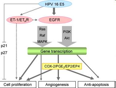 Figure 24: HPV16E5 protein functions and cell pathways involved Recent studies has demonstrated that E5 alters the differentiation programme of keratinocytes, leading to both hyperkeratinization and