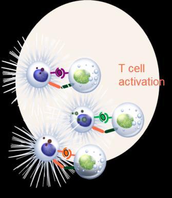 immune system: Virus injected directly int the tumr /