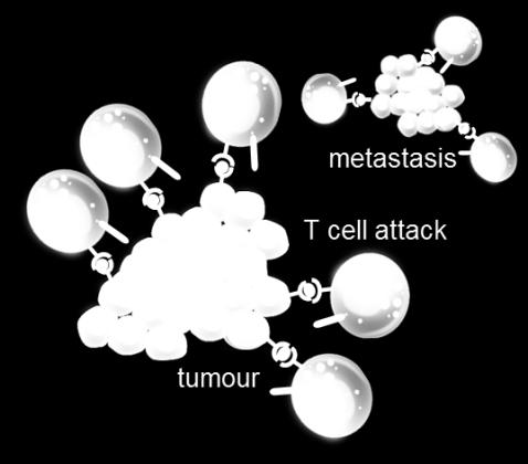 specific T-cells Attack the cancer: Tumr specific T-cells