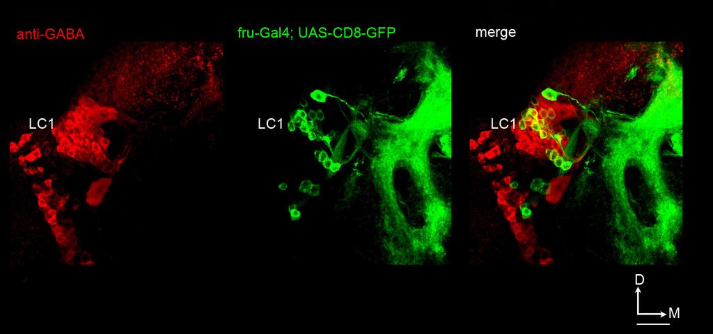 RESEARCH SUPPLEMENTARY INFORMATION Supplementary Figure 4: LC1 Neurons Produce the Inhibitory Neurotransmitter GABA Immunostaining of a male fly brain in which fru GAL4 directs expression of