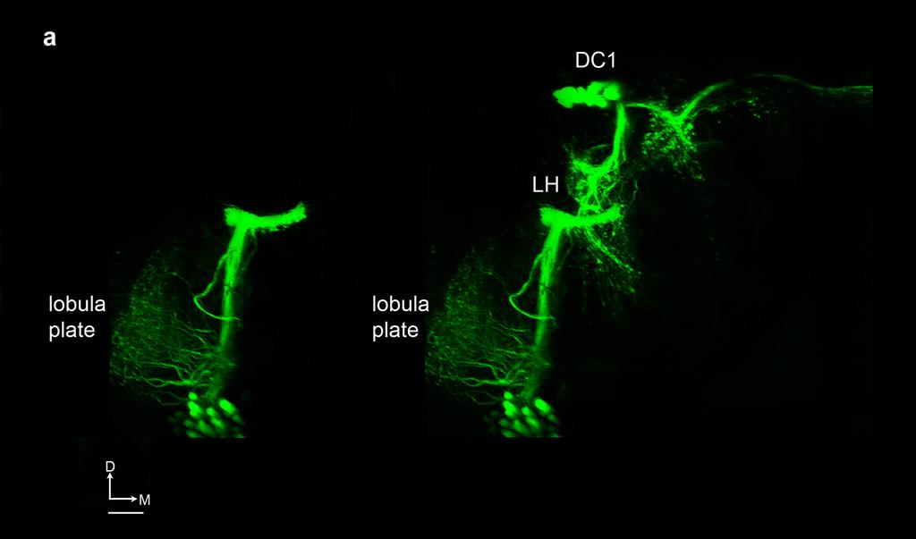 RESEARCH SUPPLEMENTARY INFORMATION DC1 lobula plate DC1 SOG Supplementary Figure 6: Neuronal Processes Interdigitate with Non-Olfactory Sensory Inputs DC1 dendrites interdigitate with DA1 PNs within