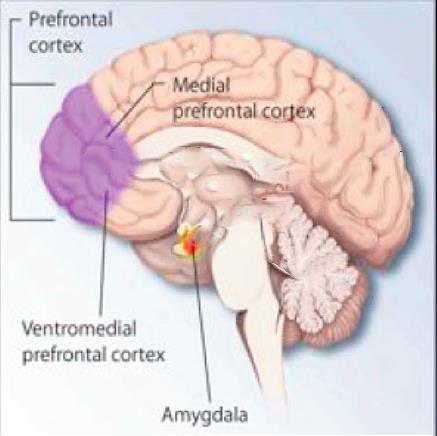 Toxic Stress Alters Brain Development Amygdala: Activates the stress response.