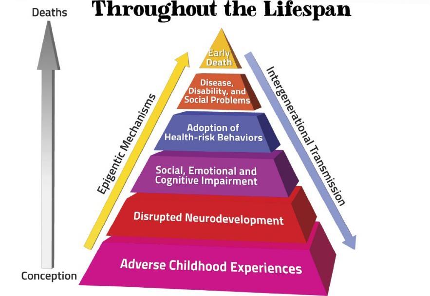 Mechanisms by Which Adverse Childhood Experiences Influence