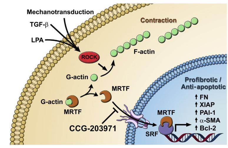 ROCK is the Common Pathway of Initiating Factors in IPF ROCK Regulates Multiple Pro-Fibrotic Processes, Including Myofibroblast Activation Rho-associated coiled-coil kinase (ROCK) is downstream of