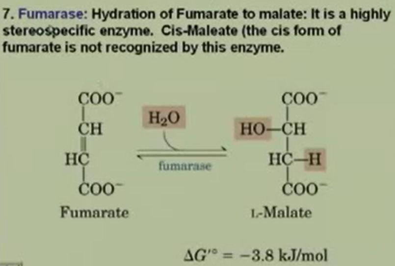 (Refer Slide Time: 31:38) Fumarate to Malate this is fumarase where we have H2O forming malate.