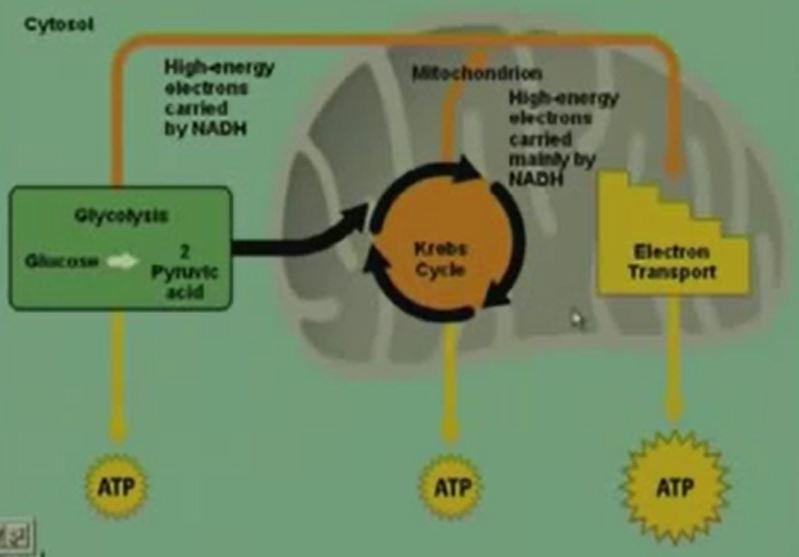 Now in general we have these three overall steps. All of them produced ATP okay. That is our major concern in the production of energy.