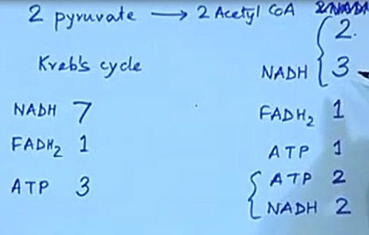 (Refer Slide Time: 44:18) So NADH and FADH2 before we enter the Krebs cycle we have the two pyruvate two pyruvate going to two acetyl CoA because remember two pyruvate comes from the