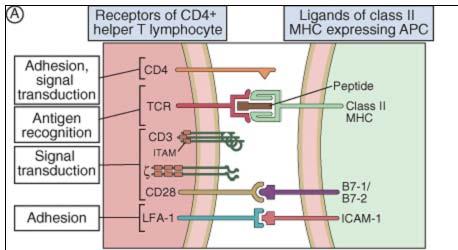 Ligand-receptor pairs