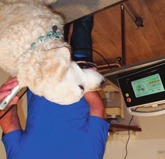 .. Veterinarians equipped with this technology testify of the therapeutic efficacy on many conditions and of the customers' satisfaction given by the treatments.