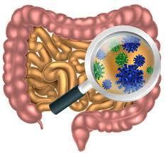 The Gut Microbiome Digest food Produce SCFA Synthesize vitamins Metabolize