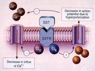 SOMATOSTATIN RECEPTORS IN NETS Carcinoid tumours: sst2>sst5>sst1>sst3&4 Gastrinomas: sst2>sst5=sst1>sst3>sst4 Insulinomas: sst5>sst3>sst2>sst4>sst1 NFPETS: sst2>sst3>sst1>sst5>sst4