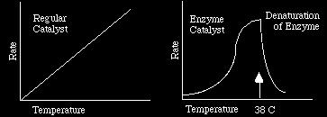 Temperature: strongly influences enzyme activity optimum (best) temperature for maximum enzyme function is usually about 35-40 C.
