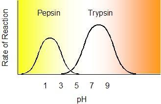 ph The ph at which specific enzymes react best with their substrates is called the optimum ph.