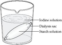 Part 2: Create a cell Soak 10 inches of dialysis tubing; Tie knot in one end; Put 10mL of glucose solution in and 20mL of starch solution in; Pinch/clamp closed and put