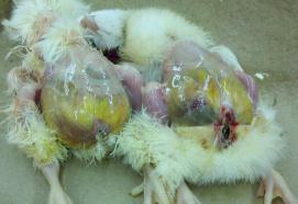 Nonstarter chicks = poor maternal antibody intake, poor d1 and boost vaccine take,