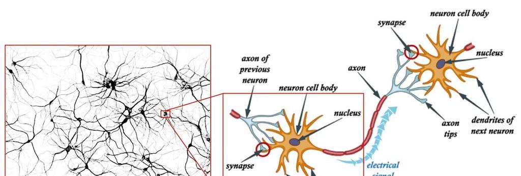 4.1.2 The Brain Figure 4-1: The brain and the neurons [https://www.youtube.com/watch?v=w8_ktkkyw5a].