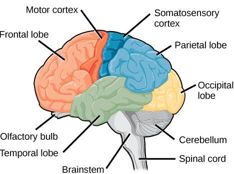 Parietal lobe: is responsible for sensory processes, attention, and language. Damage to the left side of the parietal lobe can result in difficulty in understanding spoken and/or written language.