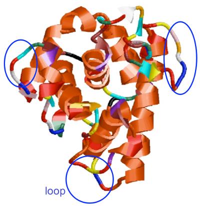 Coils and Loops The sections of the peptide chain that link the α-helices and β-sheets are referred to as turns and loops Other secondary