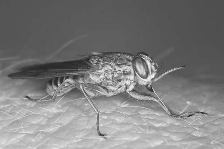 14 10. The photograph below shows a male tsetse fly (Glossina palpalis). Ray Wilson/Alamy The tsetse fly Glossina palpalis is a pest.