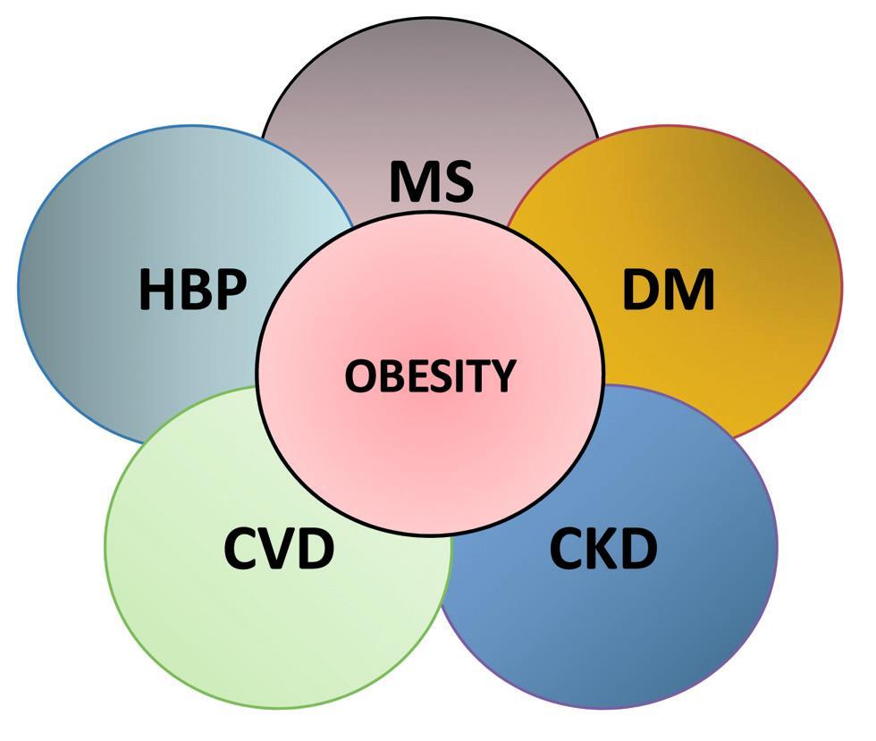 MS: metabolic syndrome; HBP: high blood pressure; DM: diabetes