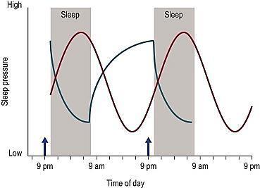 2 Process Model: Sleep