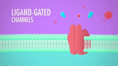 Gated Ion Channels Gated ion channels open or close in response to one of three