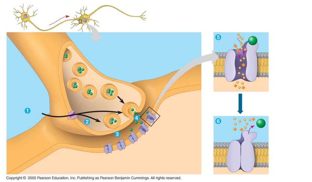 LE 48-17 Presynaptic cell Postsynaptic cell Synaptic vesicles containing neurotransmitter Presynaptic membrane Na + K + Neurotransmitter Postsynaptic membrane Voltage-gated Ca 2+ channel Ca 2+