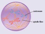 These fibres begin to stretch across the cell from opposite ends (poles) of the cell.