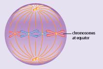 Mitosis - Metaphase The tugging action of the protein fibres pulls the X- shaped chromosomes into a