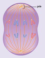 Mitosis - Anaphase The protein fibres begin to contract and shorten.