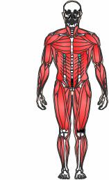 This reference summary reviews the types of muscles, how they function, and the various injuries and diseases that can harm them. There are 3 types of muscles in the body.