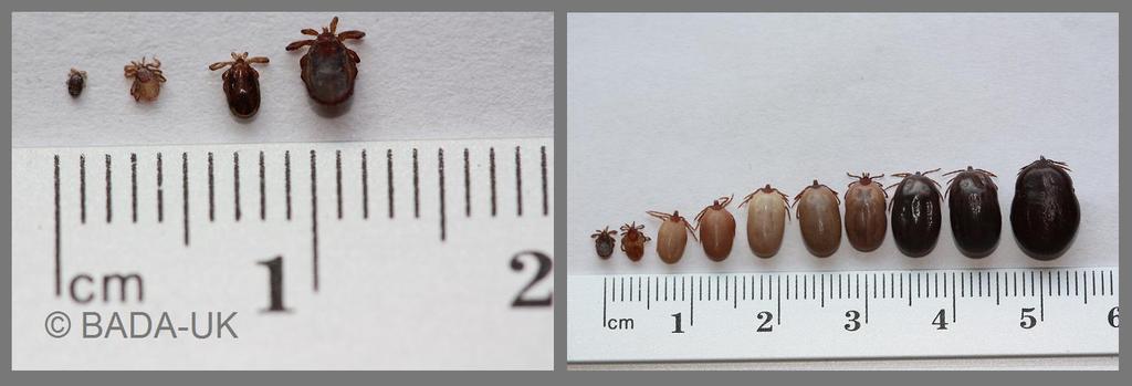 Significant lack of awareness about: How small ticks can be.