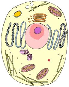 CELL THEORY All living things are made of cells Cells are the basic unit of structure and function in