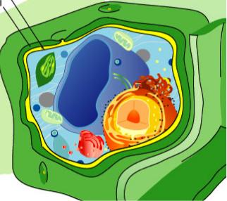 Cell Membrane in Plants Lies immediately against the cell wall in plant