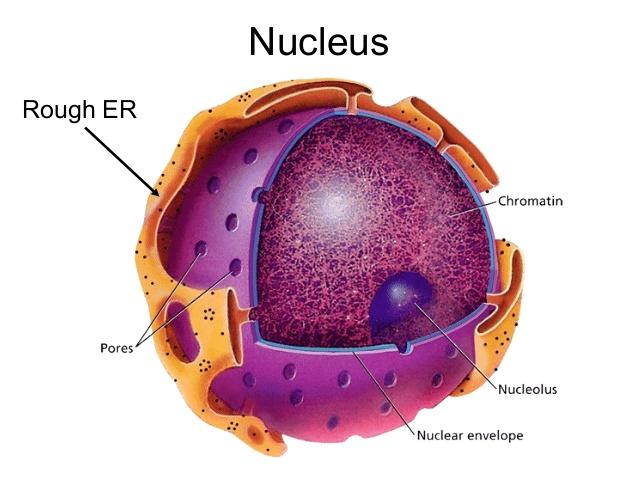 The Control Organelle - Nucleus Controls the normal activities of the cell Contains the DNA in