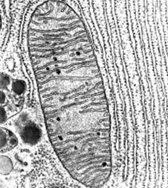 Mitochondrion (plural = mitochondria) Powerhouse of the cell Generate cellular energy (ATP) More active cells