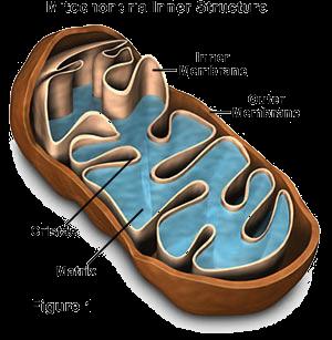 MITOCHONDRIA Surrounded by a DOUBLE