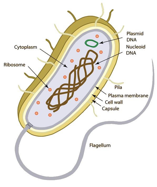 Nucleoid region (center) contains the